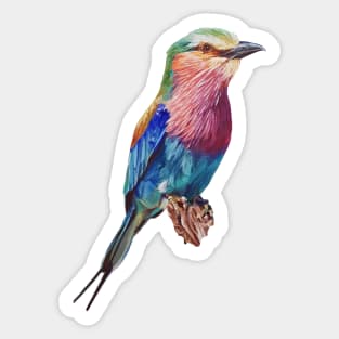 Lilac-Breasted Roller Bird Painting (no background) Sticker